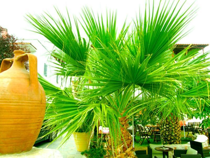 Sivilla Boutique أفيتوس المظهر الخارجي الصورة